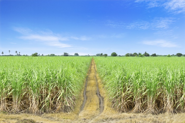 Sugar cane field